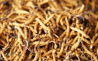 解密冬蟲夏草頭期蟲草：品質優(yōu)勢與鑒別指南