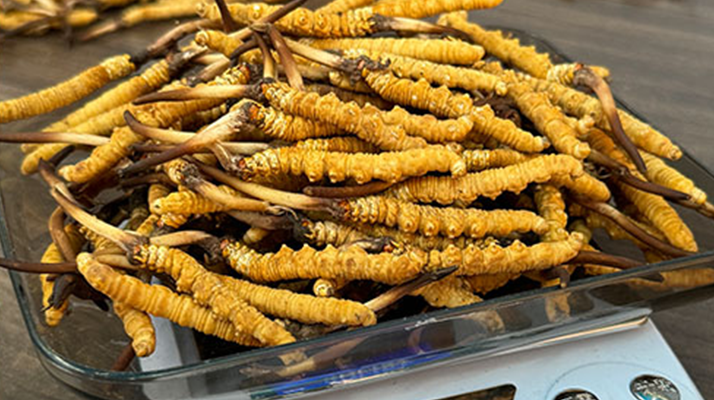 新鮮冬蟲夏草一次吃幾根？科學(xué)用量指南來了?