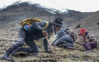 西藏哪些地方是冬蟲夏草產地？核心產區(qū)與品質特點解析