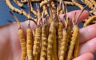 真假冬蟲夏草怎么辨別？5 個(gè)實(shí)用方法 + 避坑指南