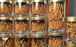 正宗冬蟲夏草能 “治” 哪些?。靠茖W(xué)認(rèn)知其輔助調(diào)理作用