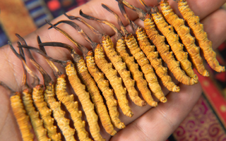 一根蟲草價差百倍？價格背后的四大核心密碼