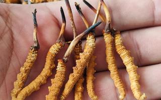 冬蟲夏草頭期凍干蟲草：解鎖滋補(bǔ)新方式，這些優(yōu)勢你該知道