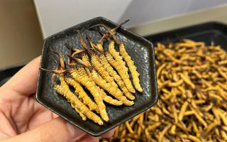 冬蟲夏草可以煲骨頭嗎？當然可以！這樣做營養(yǎng)翻倍