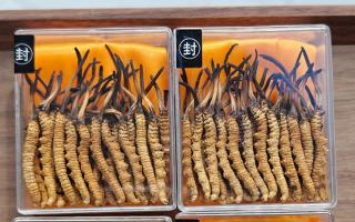 冬蟲夏草現(xiàn)在多少錢一克？2025 年克價(jià)揭秘，差價(jià)達(dá) 5 倍