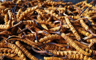 冬蟲夏草多長時(shí)間形成一根？自然孕育與人工培育的周期密碼