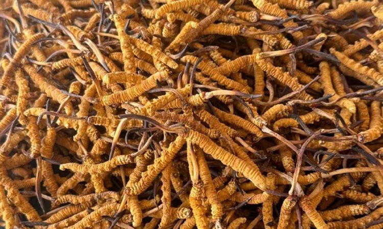 冬蟲(chóng)夏草專(zhuān)業(yè)存放指南 