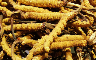 干這行 20 年，說(shuō)實(shí)話(huà)：冬蟲(chóng)夏草實(shí)體店值不值得去？