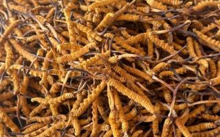 冬蟲(chóng)夏草專(zhuān)業(yè)存放指南：這樣存，品質(zhì)不打折