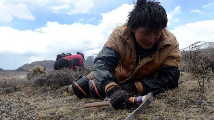 那曲<a href=http://www.the-space-invaders-movie.com/sdph/wacr/ target=_blank class=infotextkey>挖草人</a>阿旺的蟲草采摘時間表 