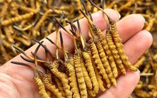 冬蟲夏草專家詳解：不同形態(tài)蟲草的保存方法與時(shí)限，避免營養(yǎng)白白流失