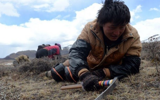 那曲挖草人阿旺的蟲草采摘時間表：跟著草原節(jié)氣走，不錯過每根好蟲草