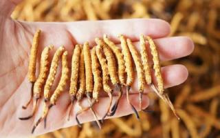為啥說頭期冬蟲夏草品質(zhì)最好？掰開揉碎給你講
