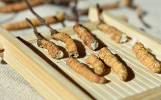 斷的冬蟲夏草一克啥價？2025 年實用行情嘮明白