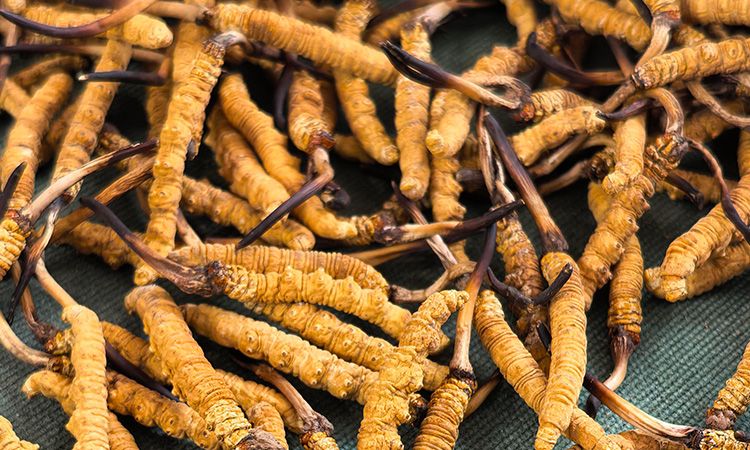 燉了二十年蟲草湯，這口感我太熟了，跟你細(xì)細(xì)說