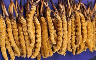 挖了三十年蟲草，這些采摘的苦，沒經(jīng)歷過的人真不懂