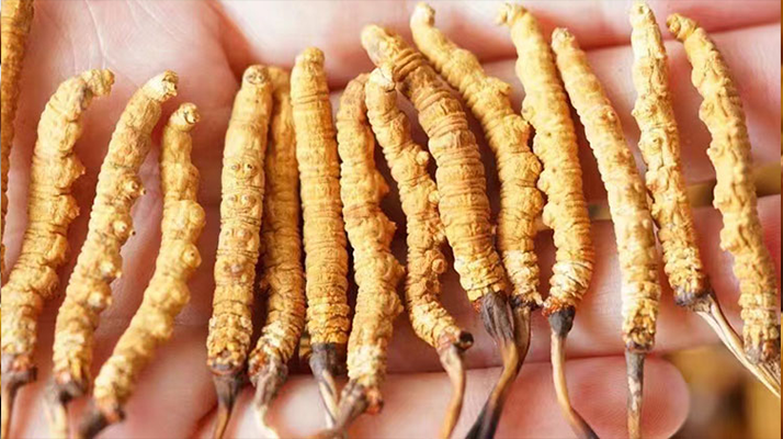 冬蟲夏草最佳購(gòu)買時(shí)間：選對(duì)時(shí)機(jī)，兼顧品質(zhì)與性價(jià)比