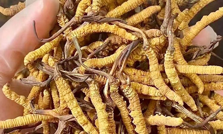 野生冬蟲夏草：在高原草甸里生長的秘密