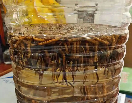 東強(qiáng)堂冬蟲夏草可以用來(lái)泡酒 滋補(bǔ)效果真的好