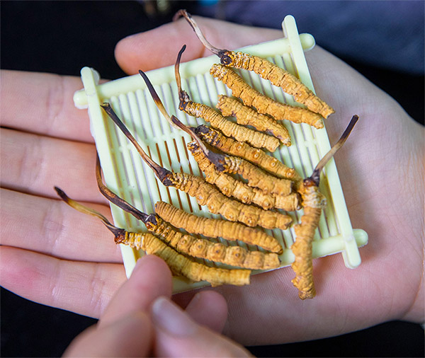 東強(qiáng)堂頭期斷草的挑選與鑒別技巧