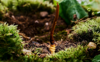  冬蟲夏草的市場價格受哪些因素影響？
