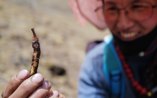  冬蟲夏草的產(chǎn)地溯源方法有哪些？