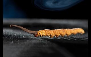 藏區(qū)的冬蟲夏草是什么昆蟲變的