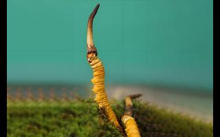  雪山冬蟲夏草的生長周期是多久？