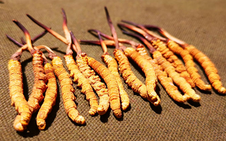 權(quán)威解讀：冬蟲夏草燉雞湯，藏域滋養(yǎng)與家常美味的雙向奔赴