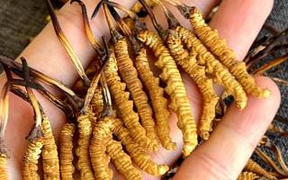 權(quán)威解答：冬蟲夏草可以放水燉嗎？藏域珍饈的科學燉煮指南