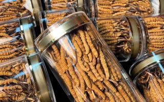 揭秘適合冬蟲夏草生長的環(huán)境，西藏那曲蟲草網(wǎng)解讀雪域孕育密碼