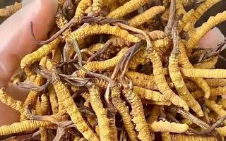 2026冬蟲夏草十大品牌排名，那曲源頭品牌引領(lǐng)行業(yè)標桿