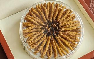 冬蟲夏草不養(yǎng)生會(huì)怎么樣？正視滋養(yǎng)價(jià)值，規(guī)避認(rèn)知誤區(qū)