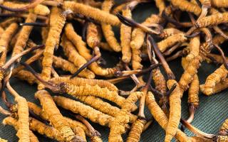 新鮮那曲高海拔冬蟲夏草，解鎖雪域鮮純滋養(yǎng)新體驗(yàn)