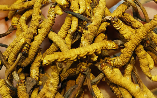 冬蟲夏草哪家牌子好？3大核心標(biāo)準(zhǔn)+優(yōu)質(zhì)品牌盤點