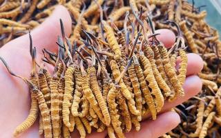 35元一根的冬蟲夏草能買嗎？——揭秘低價蟲草真相