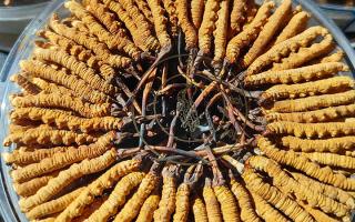 冬蟲夏草蒸蛋方法竅門，西藏那曲蟲草網(wǎng)教你解鎖滋補(bǔ)家常做法