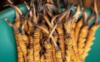 900根一斤的冬蟲夏草價格多少？西藏那曲蟲草網(wǎng)揭秘2026年最新行情及選購指南