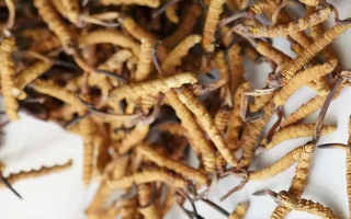 養(yǎng)生滋補(bǔ)冬蟲夏草哪里買？西藏那曲蟲草網(wǎng)教你選對(duì)渠道，買正買值