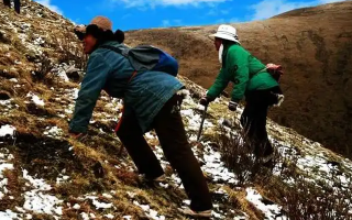 冬蟲夏草如何區(qū)別好壞？那曲行業(yè)平臺(tái)教你4步精準(zhǔn)鑒別