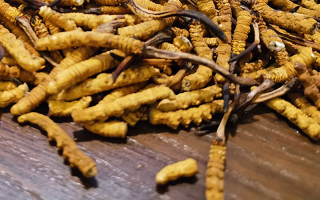 揭秘：什么樣的冬蟲夏草品質(zhì)最好？
