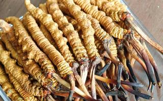 慧眼辨真?zhèn)?，藏珍不踩坑——西藏那曲蟲草行業(yè)網(wǎng)教你分辨冬蟲夏草真假