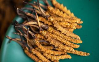 解密那曲冬蟲夏草：藏地靈草的滋養(yǎng)價(jià)值與核心妙用