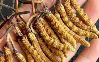 冬蟲夏草對身體有什么用？那曲蟲草行業(yè)網(wǎng)站詳解核心功效