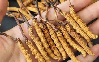 正宗冬蟲夏草怎么選購？那曲蟲草行業(yè)網(wǎng)站教你避坑指南