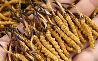 蟲草12根1克多少錢一斤？2026年那曲正宗蟲草價格詳解