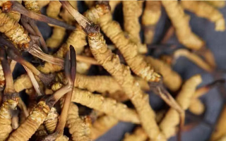 真正好的冬蟲夏草多少錢一斤？2026年那曲蟲草價格指南