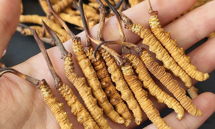 <a href=http://www.the-space-invaders-movie.com/s/cczjjd target=_blank class=infotextkey>冬蟲(chóng)夏草真假鑒定</a>