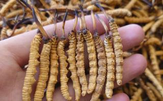 冬蟲夏草主要產地詳解：那曲雪域，蟲草的黃金搖籃