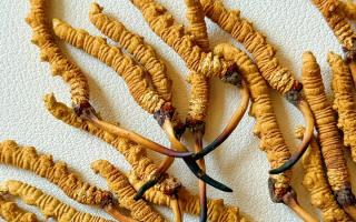 去西藏哪里買冬蟲夏草？藏農(nóng)神草那曲源頭品牌，解鎖本地正宗選購(gòu)地